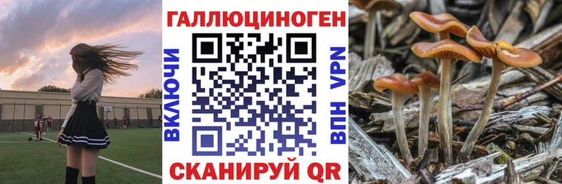 даркнет сайт  ссылка на мегу как войти  Галлюциногенные грибы Cubensis  Северская 